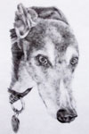 Pet Portraits in Graphite & Coloured Pencil